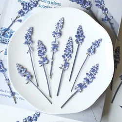 20pcs/7-10cm,Nature pressed Salvia japonica flower branch,DIY dropper dry flower photo frame phone case Greeting card decoration