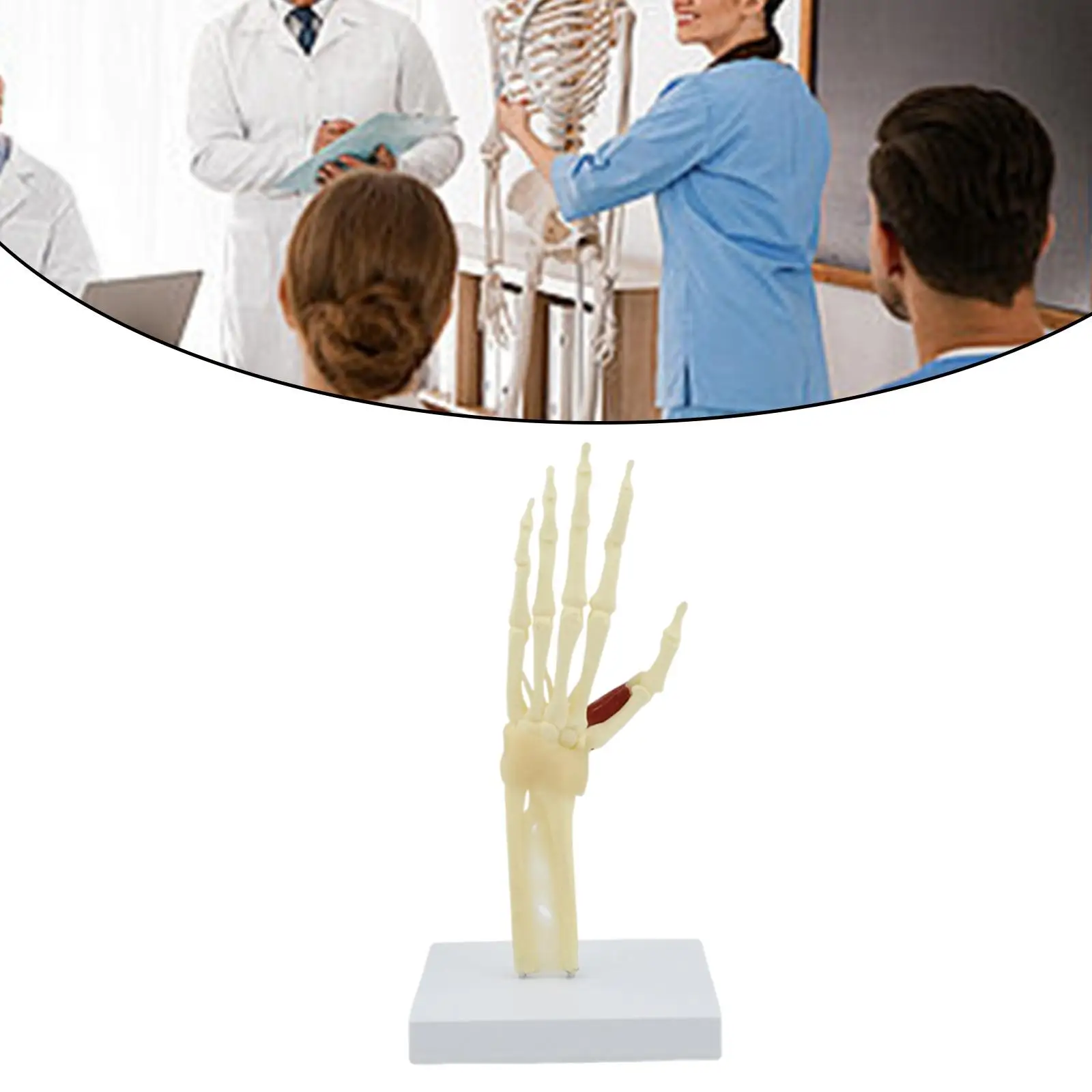 

Hand Skeleton Model Demonstration Display Teaching for Ages 8+ Year Old Kids
