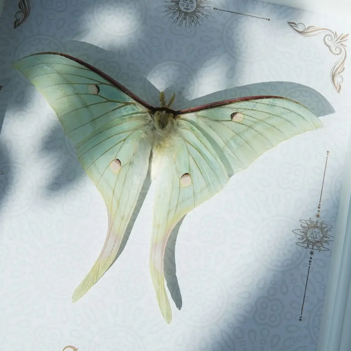 Short-tailed silkworm moth real moth specimen decorative painting niche handmade finished ornament