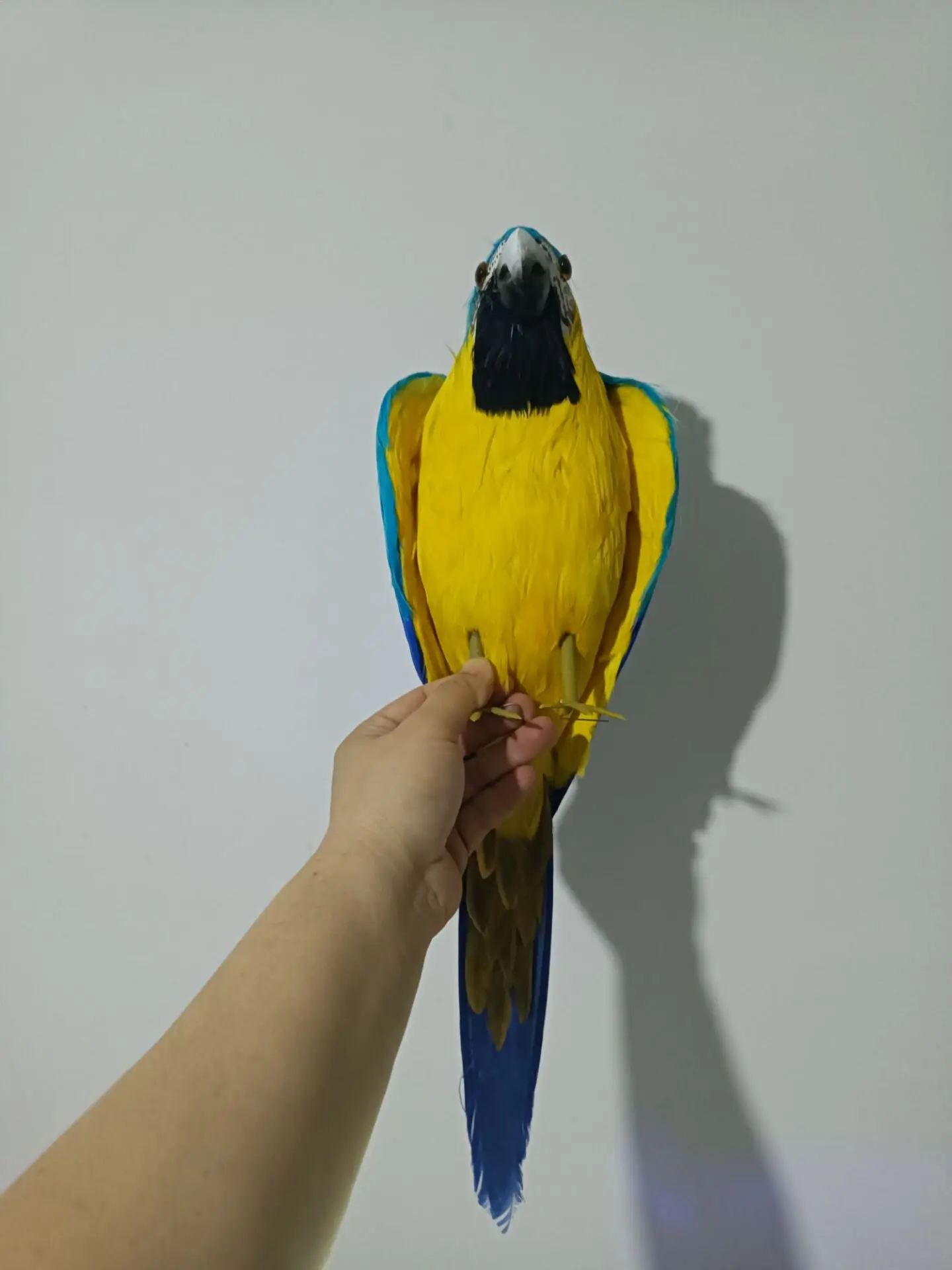 big simulation parrot toy foam&feather blue&yellow bird model gift about 45cm c2793