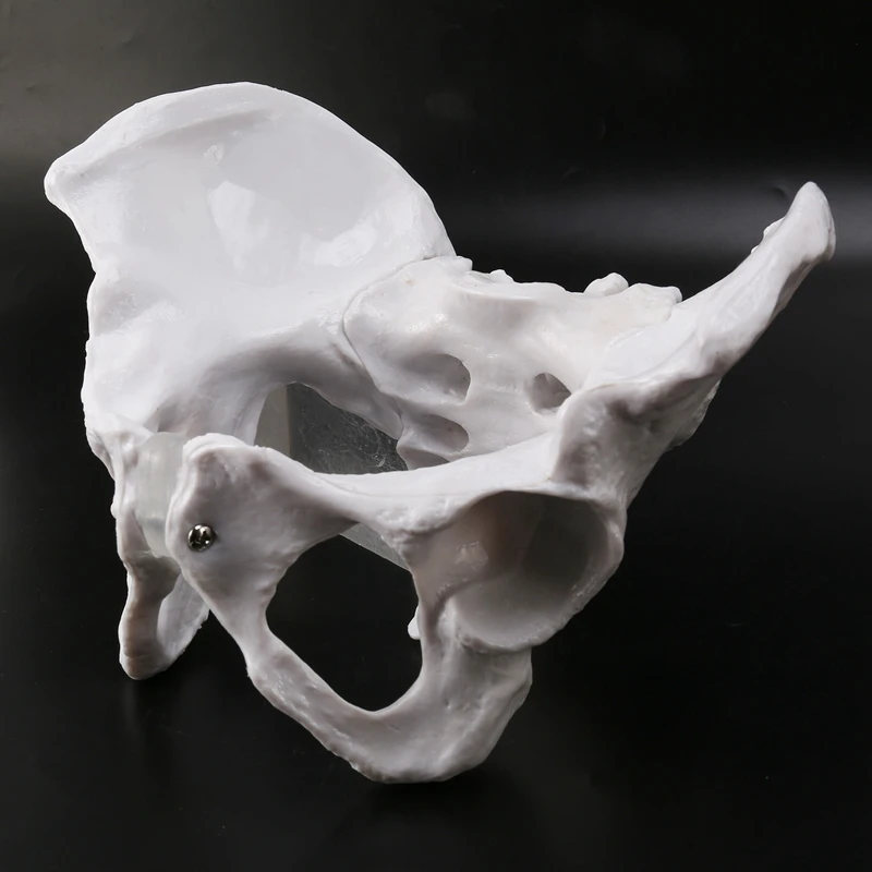 Female Pelvis Human Skeleton Model Specimen Hip Skeleton Anatomy Tool School Used Pubis Skeleton
