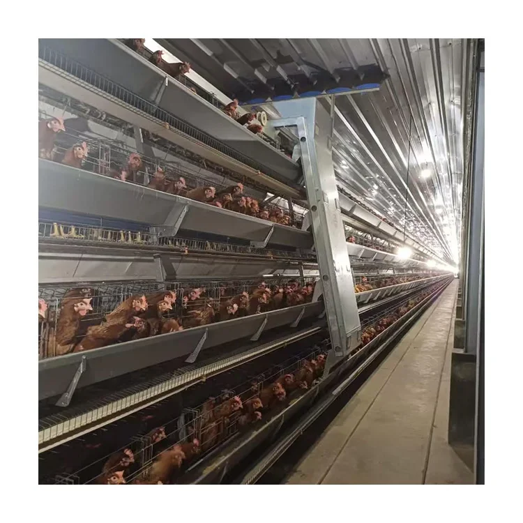 Efficient Factory Supply of High Quality Fully Automatic 3 Layer Cage Battery Cage Suitable for Chicken Farms