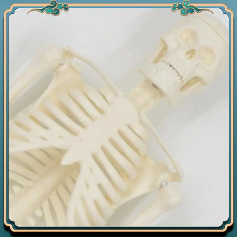 ABJG-4Pcs 45CM Human Anatomical Anatomy Skeleton Model Poster Learn Aid Anatomy Human Skeletal Model