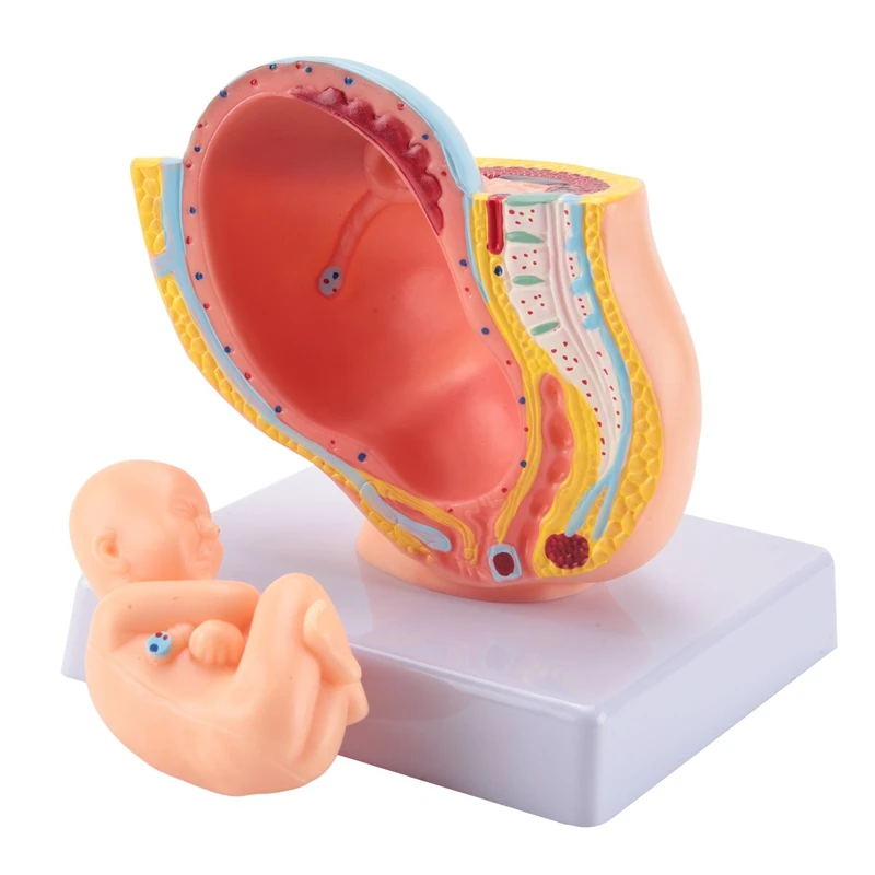 Human Pregnancy Fetal Development 9Th Month Embryonic Pelvic Model Fetus Foetus Pregnancy Anatomy Of The Placenta Model