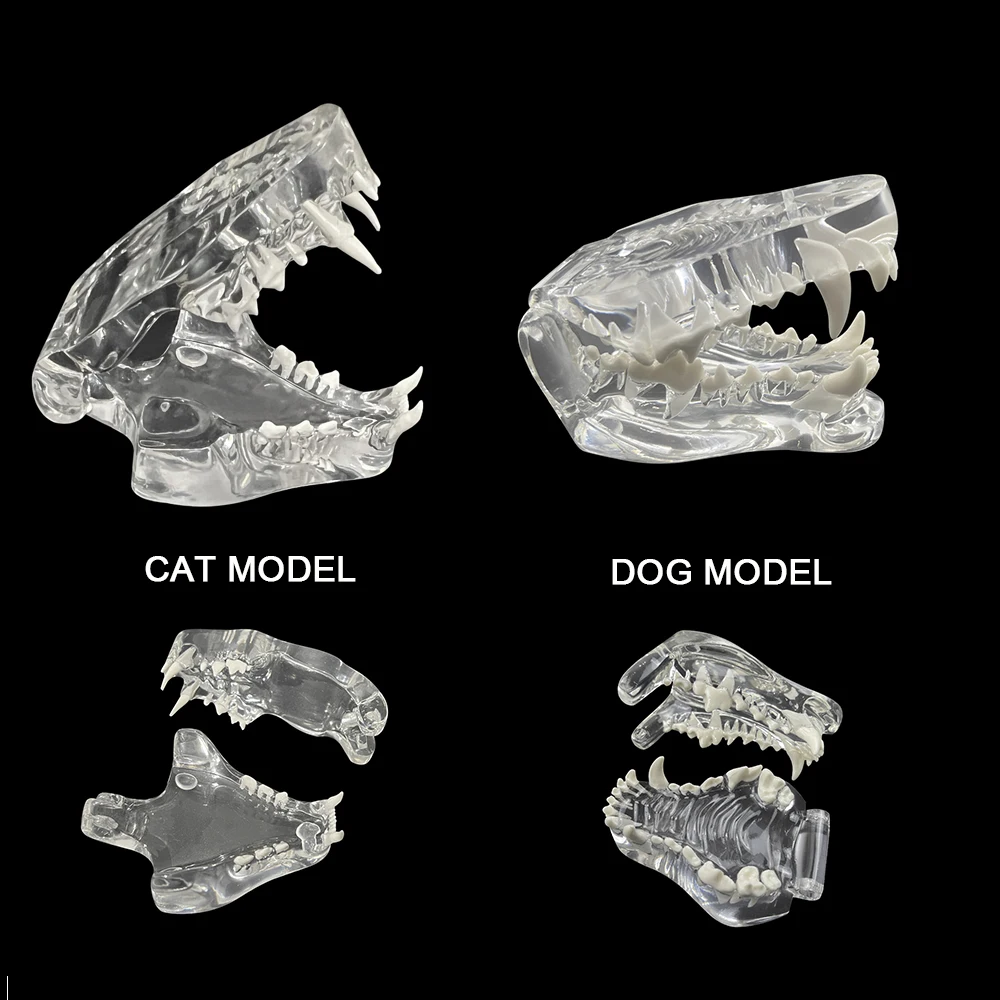 

Transparent Dog Cat Teeth Anatomical Model Dental Animals Oral Jaw For Education Canine Dental Veterinary Office Decoration Demo