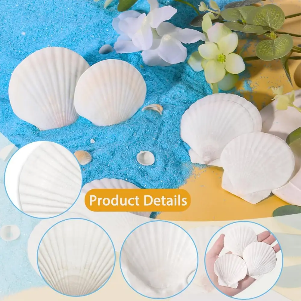 32PCS Natural Hawaiian Scallop Shells, Used for Baking, DIY Painting, Home Decoration, and Beach Wedding Party Decoration