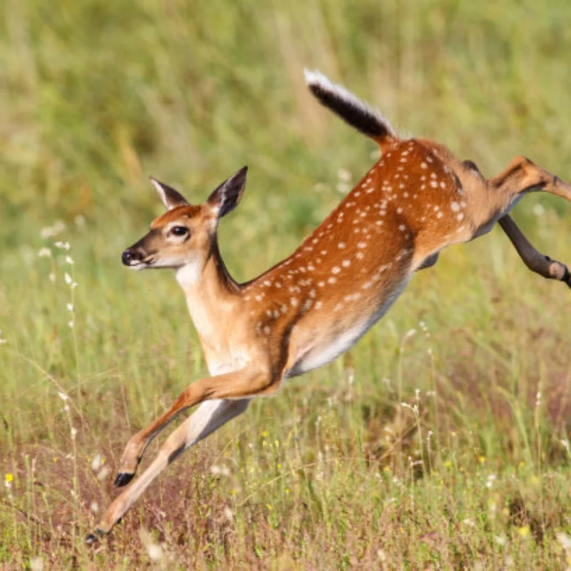 

Металлическая передняя/задняя ось с ЧПУ для радиоуправляемого автомобиля 1:10 RC Rock Crawler Car Axial SCX10