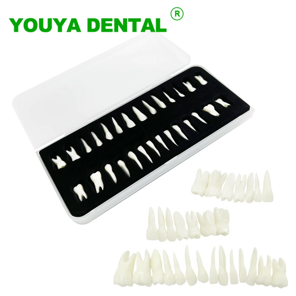 28pcs Dental Teeth Model Full Mouth Tooth Model Monochrome Permanent Teeth Model With Root Dentist Education Demonstration Tool