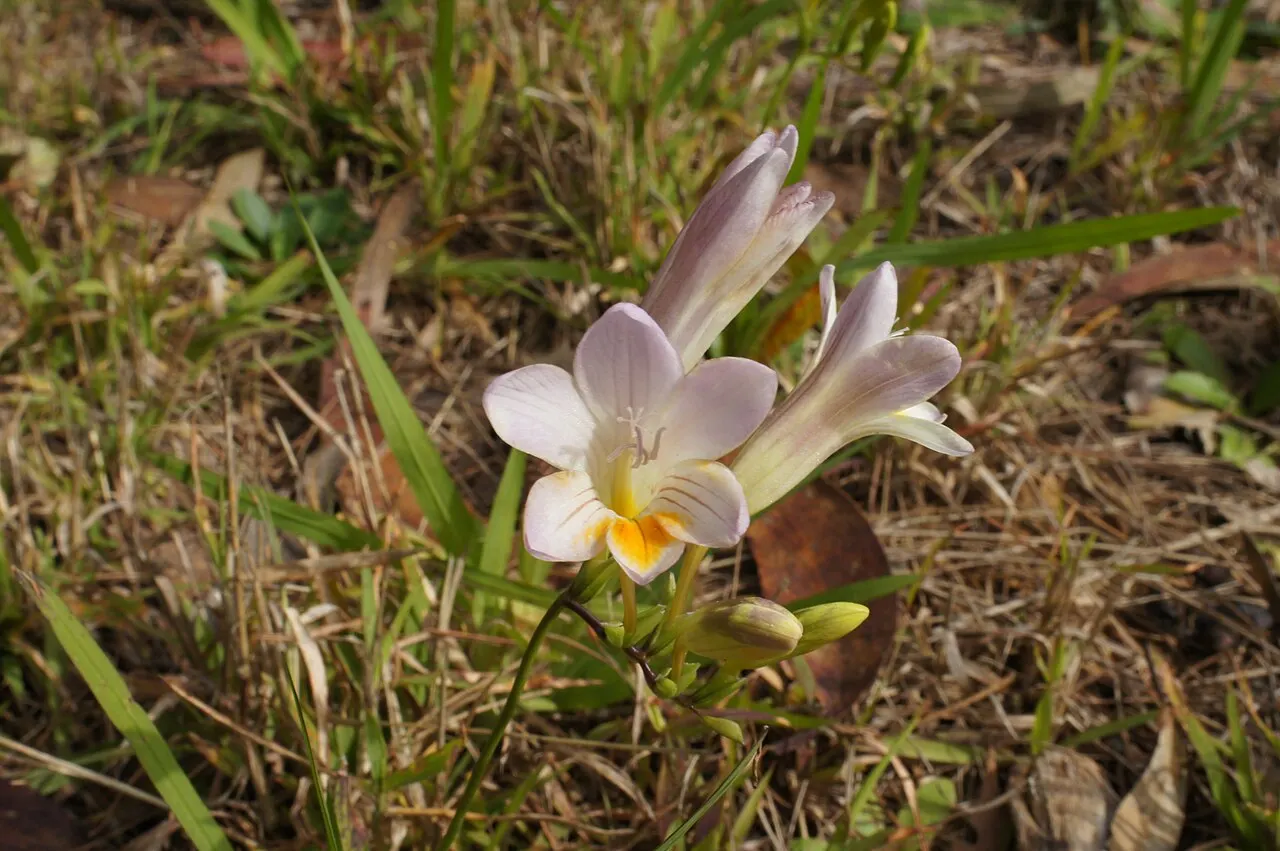 138 Uds. Semillas de Fresia Violeta Perfumada, Flor de Tallo Fino con Aroma Dulce para Maceta, Jardín y Flor Cortada