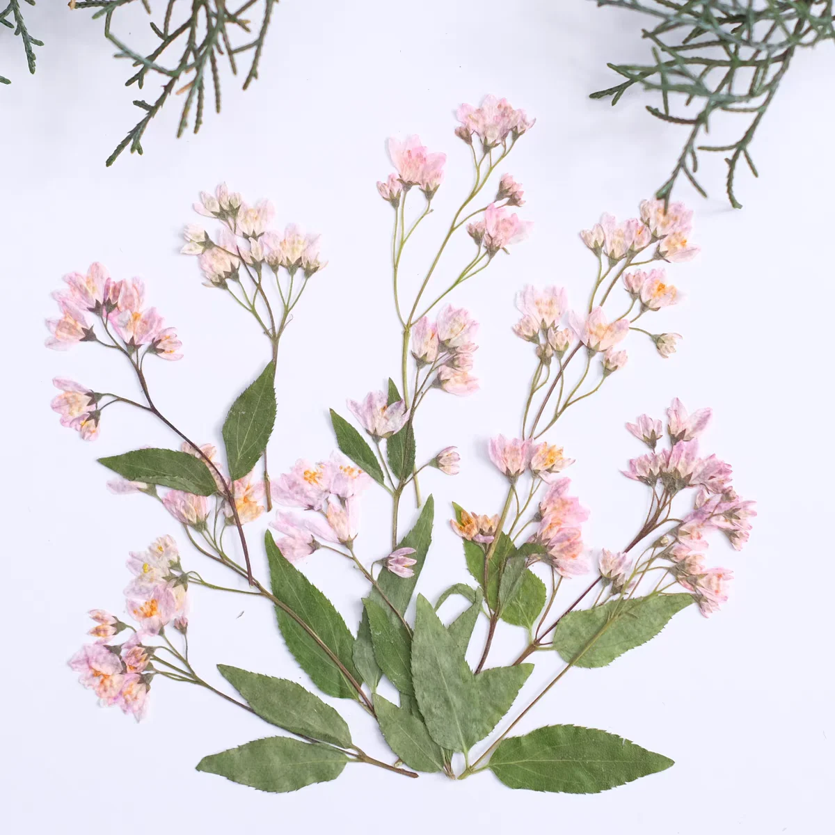 100pcs Pressed Dried Snow Cherry Buds Flower Resin Epoxy Jewelry Card Bookmark Frame Phone Case Makeup Lamp Sticker Decorate