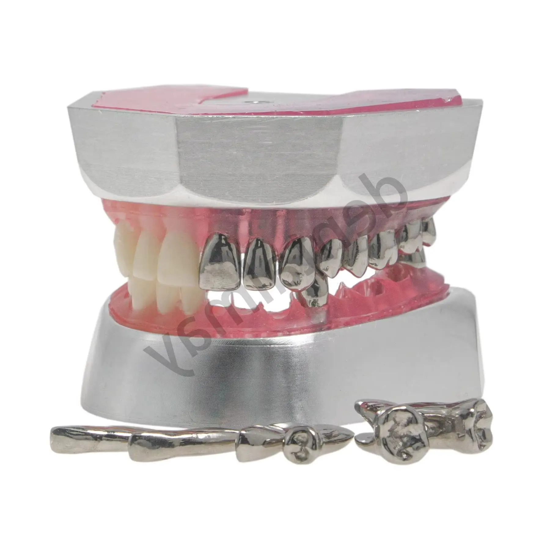 

Dental Typodont Preparation Model Essential Training Tool for Practice M8028 32 Detachable Teeth