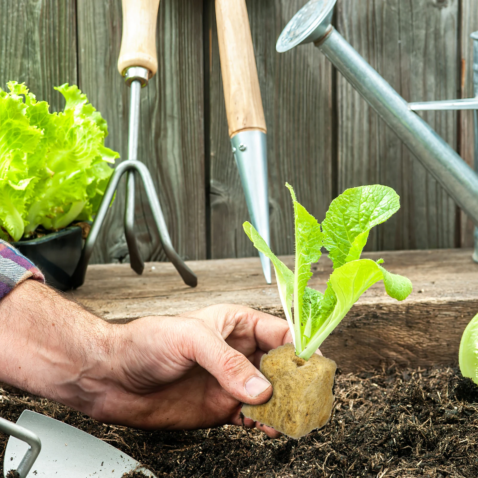 100 قطعة مكعبات نمو النبات للزراعة المائية ثقافة بدون تربة البذور بدءا امتصاص الماء العالي نفاذية الهواء إنبات سريع #4