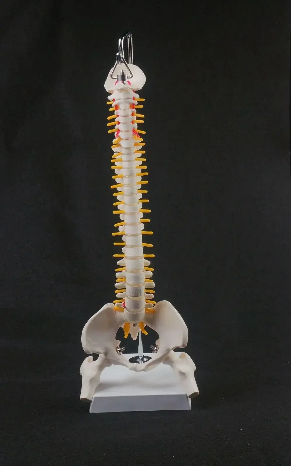 45CM Vertebral Column Model With Pelvis Leg Bone Anatomy Spine Hanging Type Education