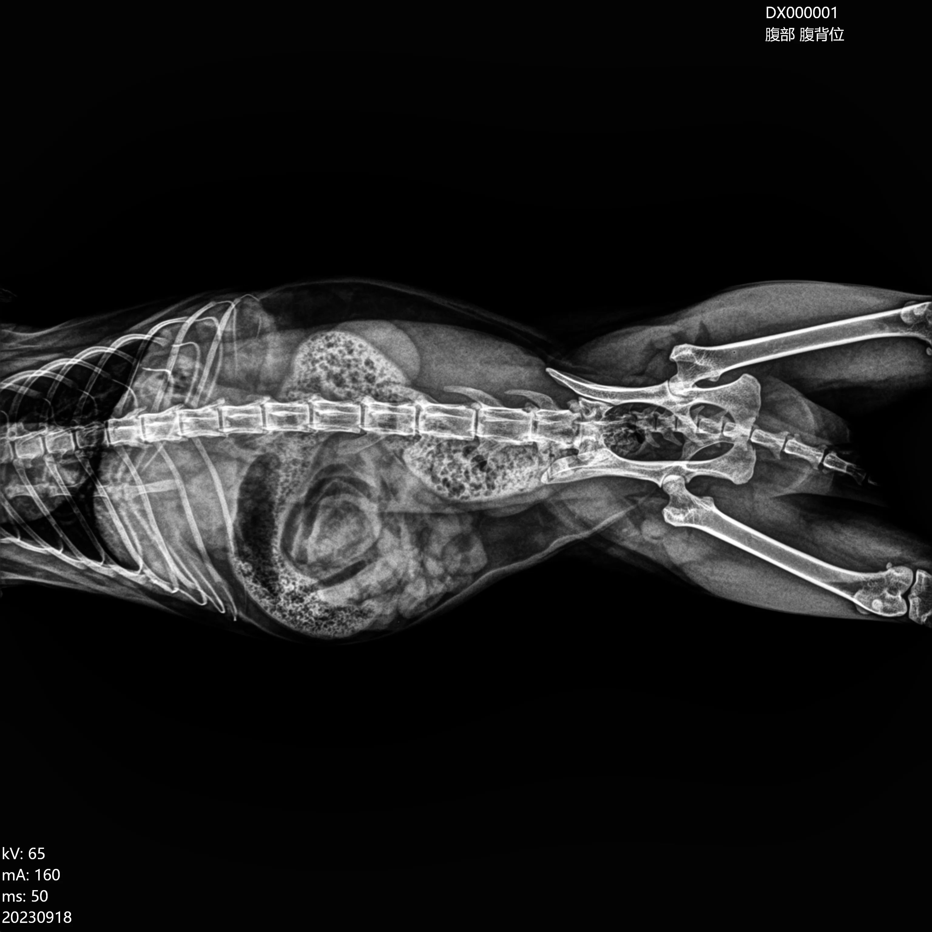 EURVET offers affordable veterinary equipment, medical imaging X-ray cameras, and animal digital X-ray equipment for use in clin