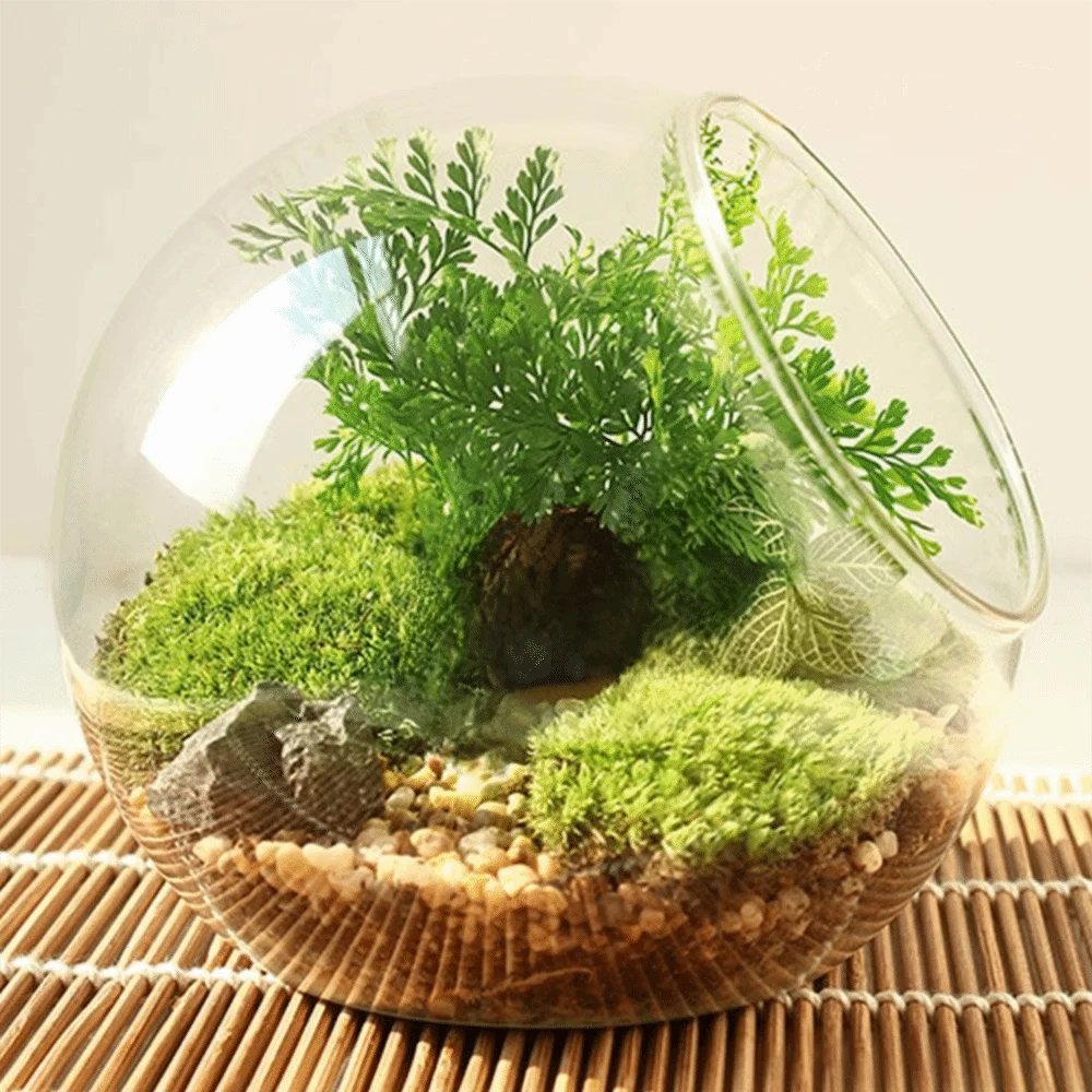 Oblique Clear Glass Ball Vase Clear Borosilicate Glass Succulents Plant Container 8/10/12/16cm Transparent Plant Terrarium