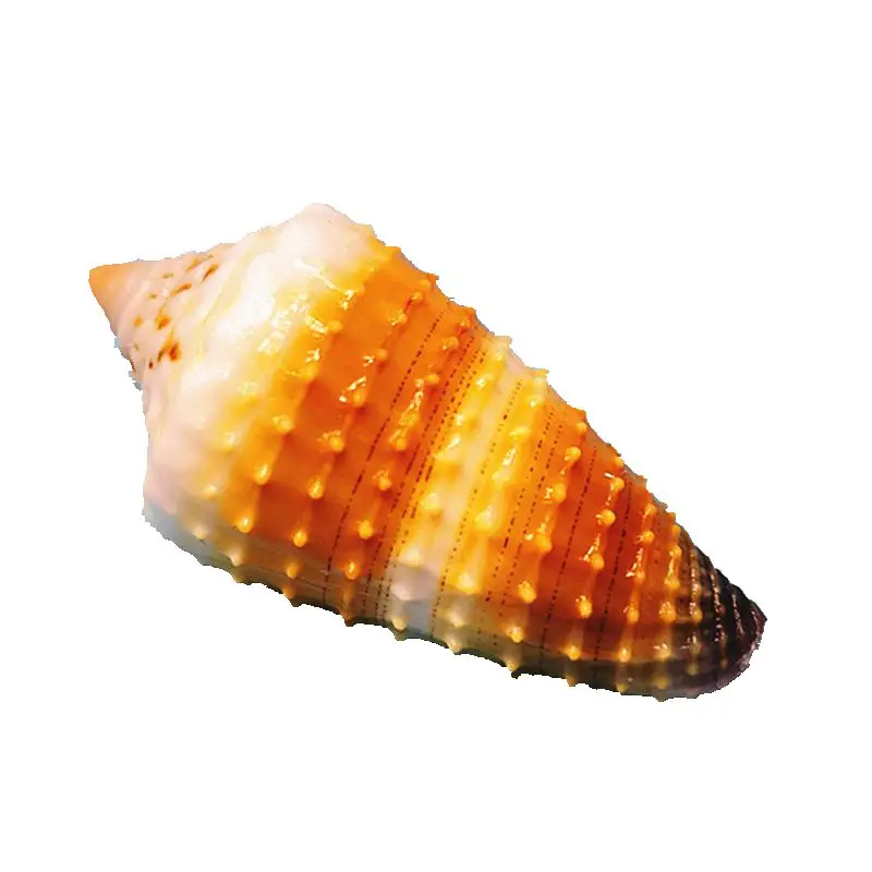 Lividoconus Floridulus,Flower Cluster Taro, Natural Rare Conch Shell Fish Tank Aquarium Landscaping Decoration,home Collection