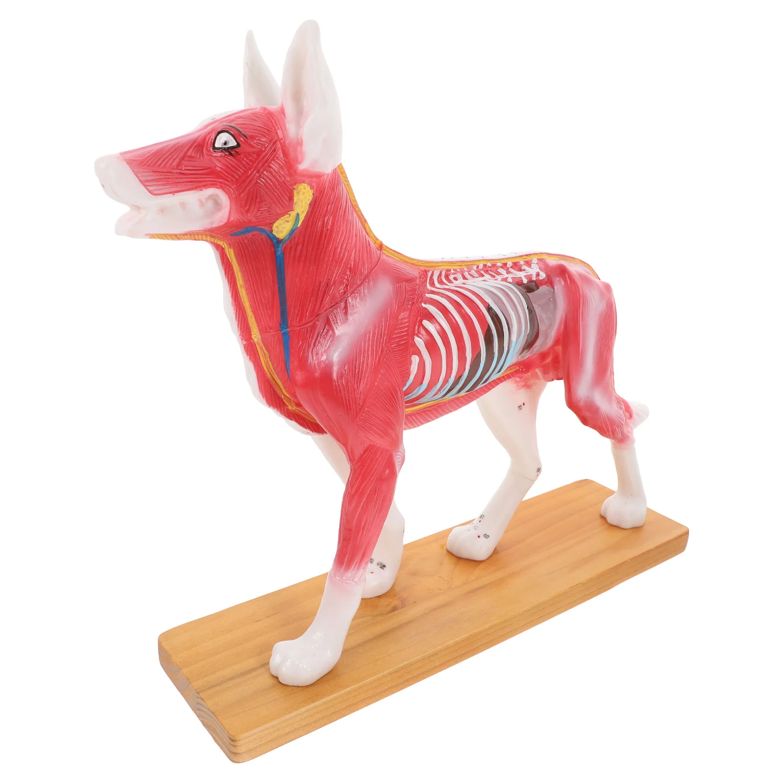 

Dog Acupoint Model Student Training Tools Teaching School Animal Canine Acupuncture Body Office