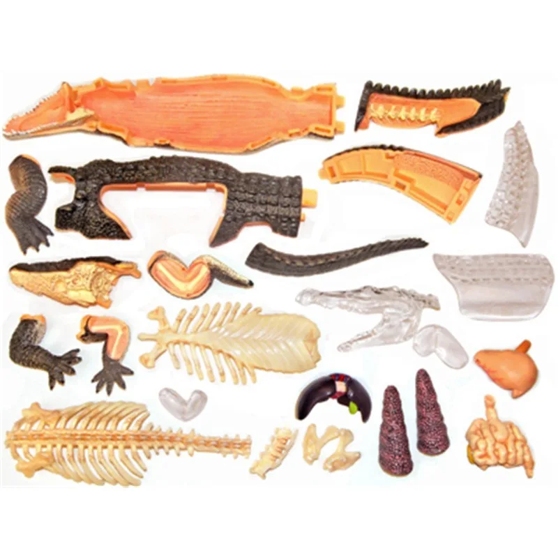 4d master Crocodile Animal Skeleton Anatomy Model puzzled Assembling Toy Medical Teaching Aid Laboratory Education Equipment