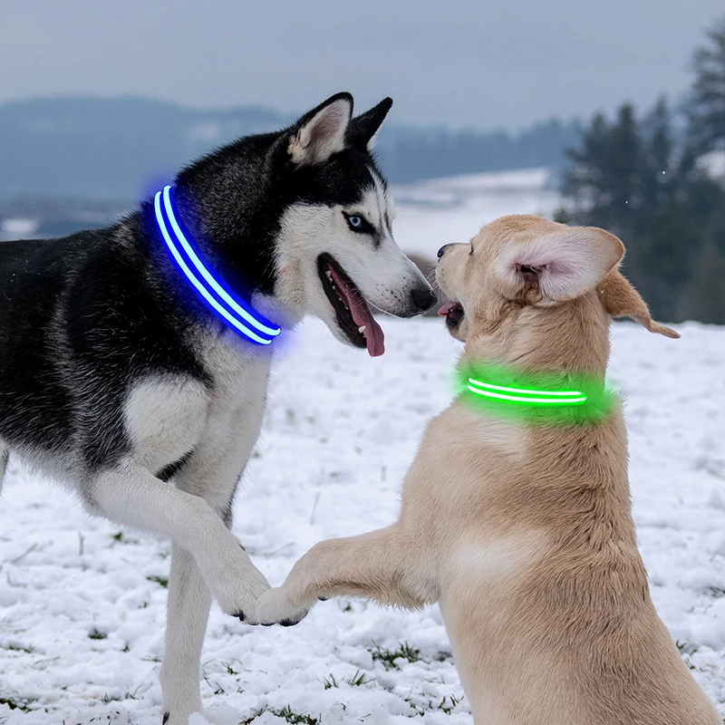 

USB rechargeable weatherproof led pet dog collar safety light up puppy collar small MOQ accepts customization