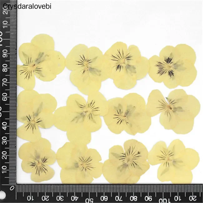 60pcs Pressed Dried Pansy Viola Tricolor L. Flower Plants Herbarium For Jewelry Postcard Bookmark Phone Case Making DIY