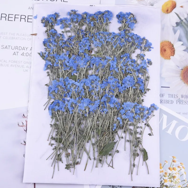 

60Pcs Forget-Me-Not Dried Flowers with Stems for DIY Resin Phone Case Decorations, Scrapbooking, Handmade Bookmarks, Wax Tags, Pressed Flower Specimens, Home Decoration