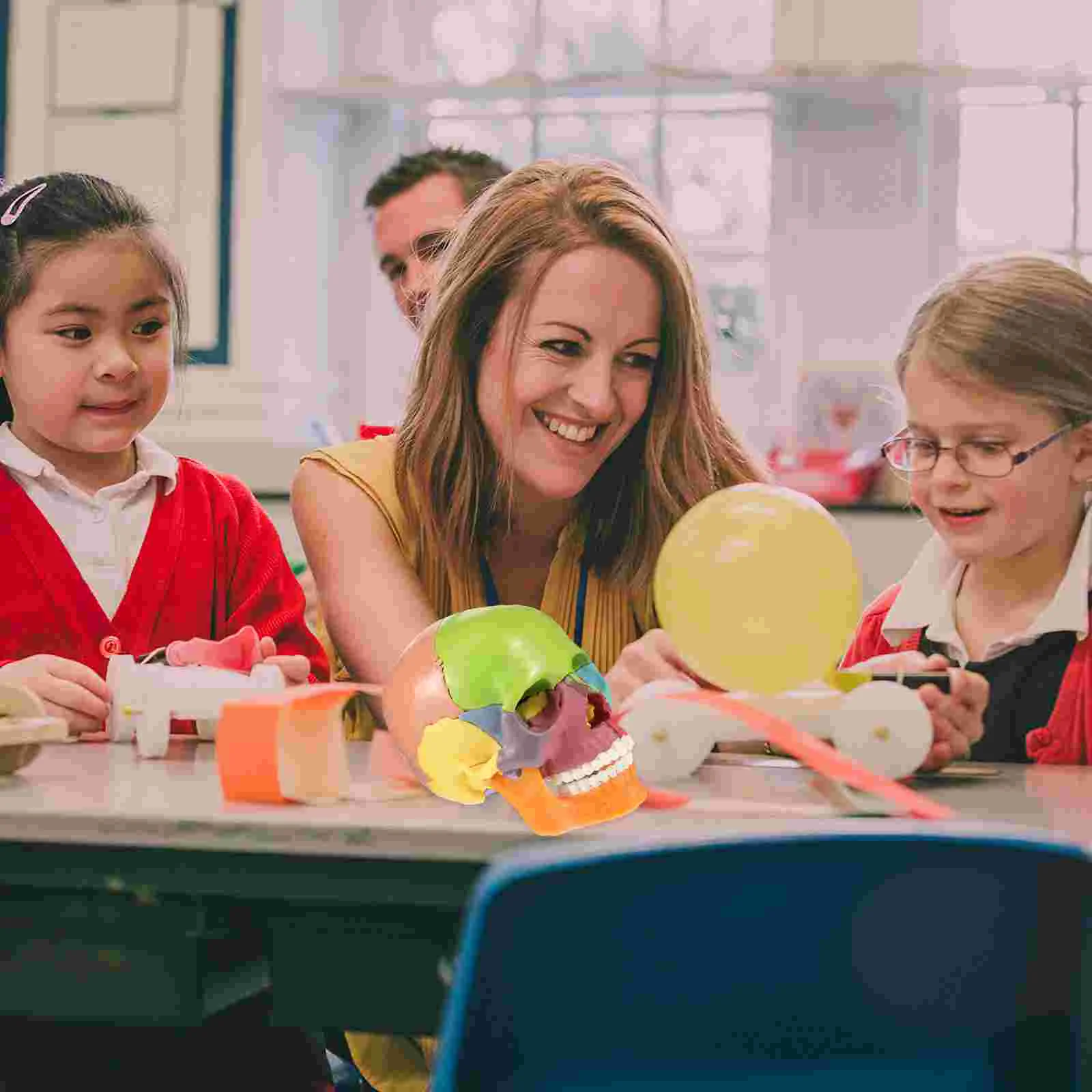 Simulated Skull Desktop Ornament Anatomical Model Medical Statue Colored Head Pvc Shape