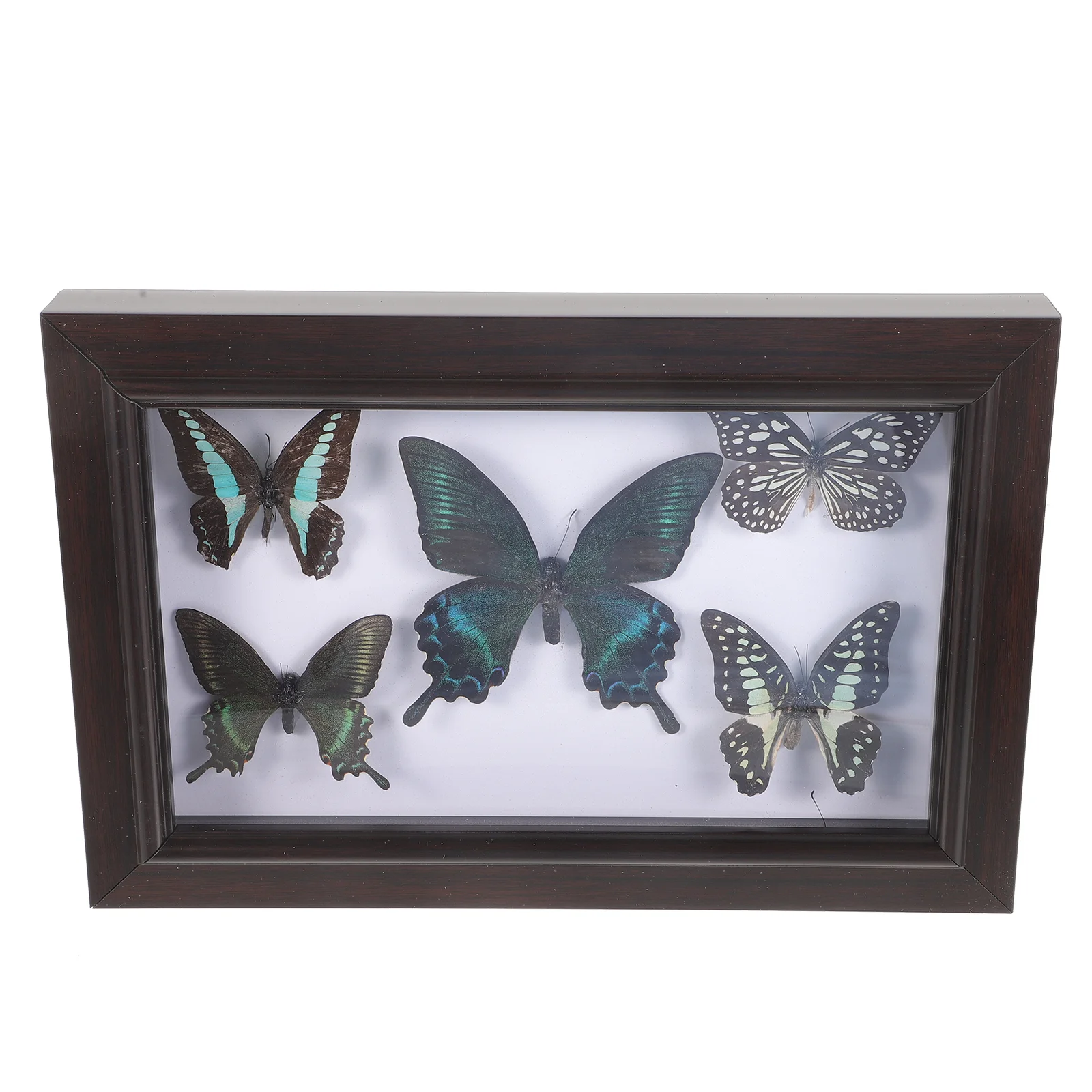 Wall Hanging Butterfly Specimen Exquisite Wall Decor Wall Hanging Specimen Wall Decoration butterfly specimen wall