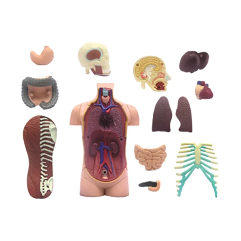 EF--Torso Human Body Model Removable Parts Education Organs Model For Teaching Study Class Students