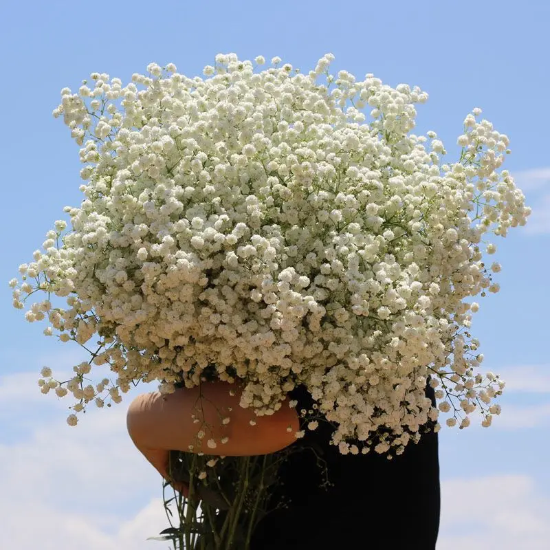 

Natural Dried Flowers Preserved Gypsophila Paniculata Baby's Breath Flower Bouquet Wedding Home Decor for Photo Props Decoration