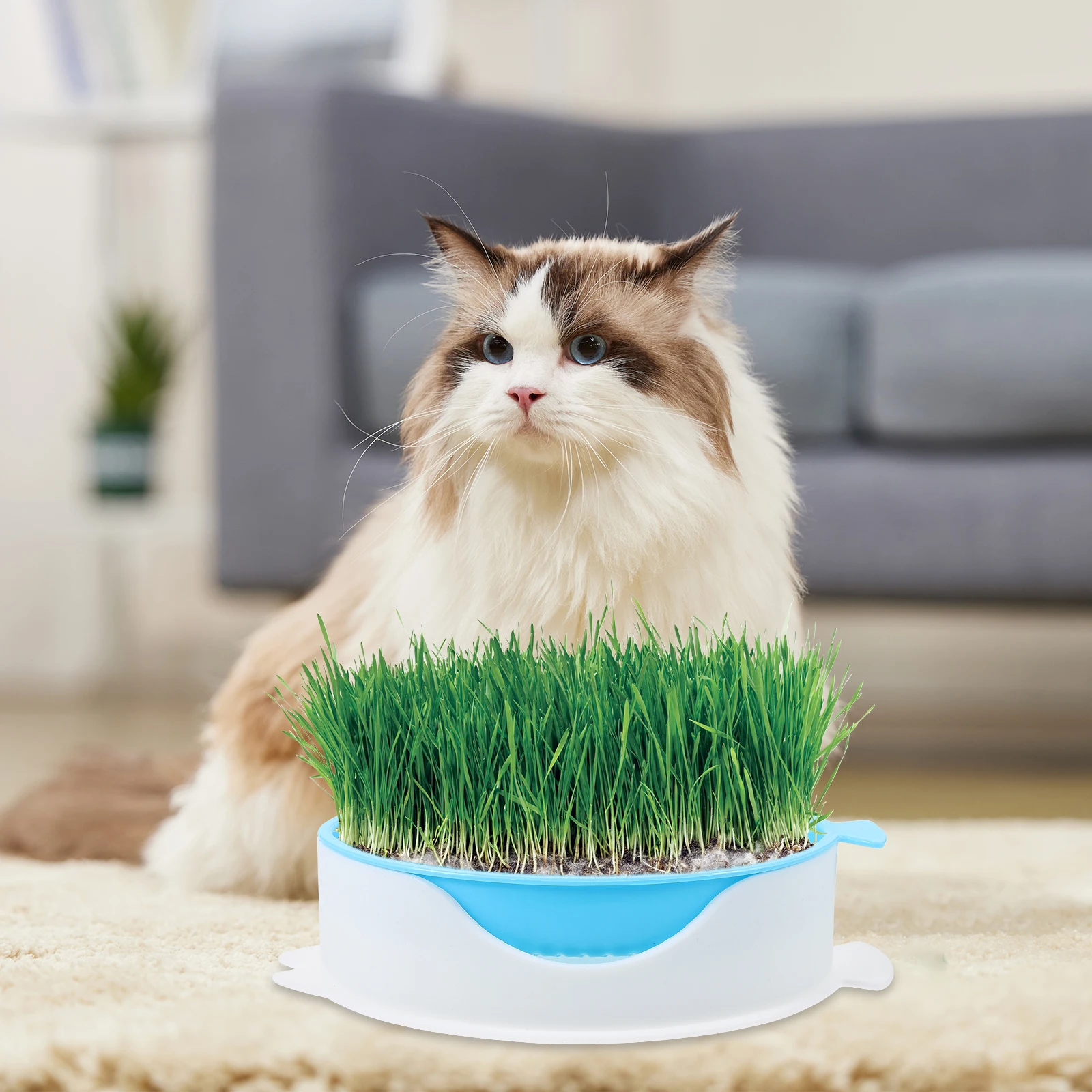 

Hydroponic Cat Grass Planting Box Blue Soilless Nursery Planter for Home Pet Treats Creative Container Easy Water Change Indoor