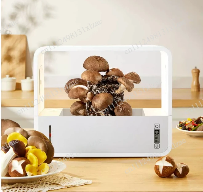 Mushroom Eco-Box Édition anglaise : Machine de culture de champignons intelligente pour la culture de Shiitake, armoire de culture à humidification automatique