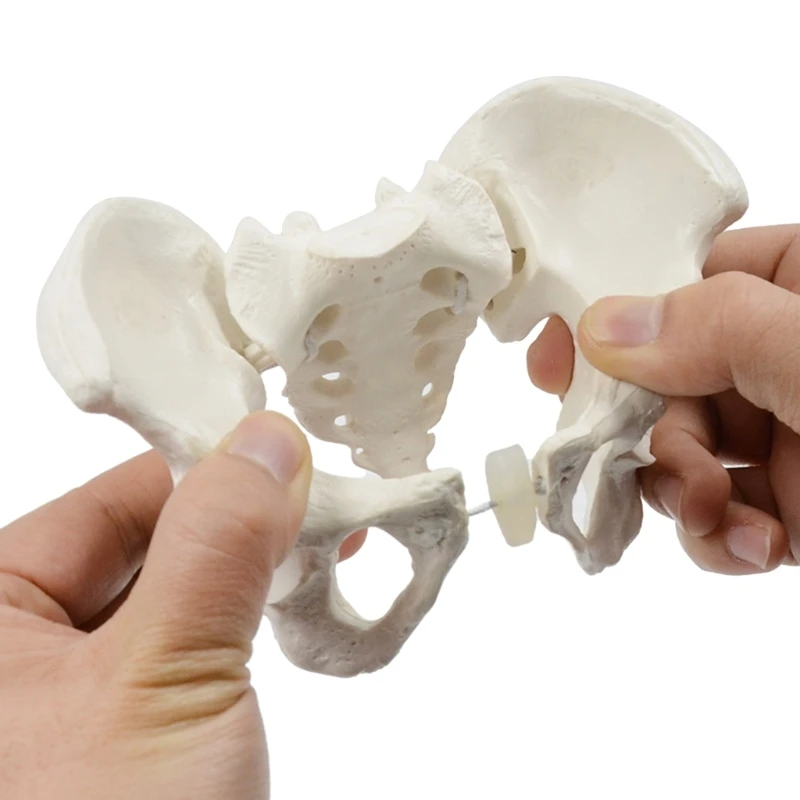 Life Size Female Pelvis Model, Flexible Anatomy Model, Hip Bone Pelvic Anatomical Model for Science Education Midwife