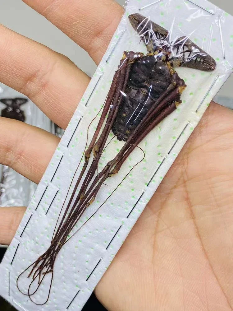 

Observation and Research on Scientific Education Materials of Real Spider Insect Specimens DIY Craft Home Decor Photography Prop