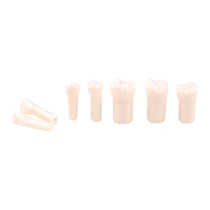 32 pz/set Dentale Endodonzia Denti Modello Bocca Completa Canalare Pratica Modello di Studio Endo Denti Blocco Formazione
