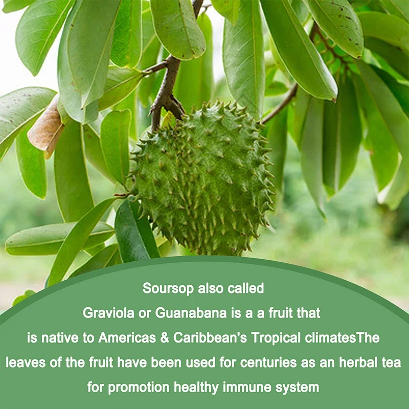 Soursop Graviola - تعزيز المناعة يعزز الهضم وصحة الخلوية، وتحسين المزاج وتخفيف التوتر #4