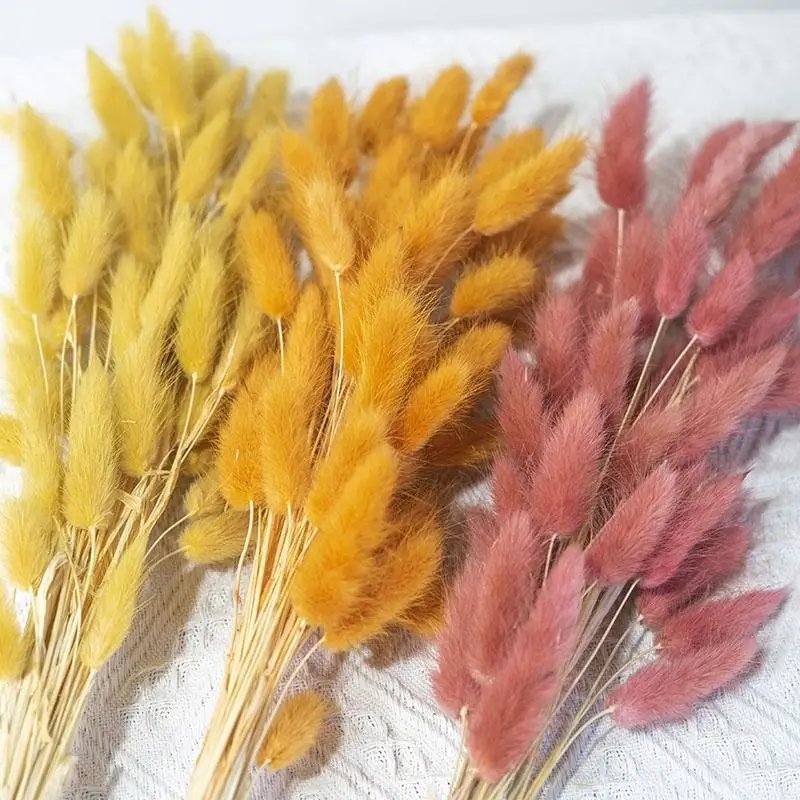 

Natural Phalaris Lagurus Dried Bunny Tails Dusty Pink Dried Flowers Boho Wedding Decor Fall Home Halloween Christmas Plant Decor