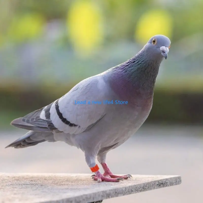 Y55E 200 PCS Clip-On Bird Foot Label Rings for Pigeons Pet Pubrots Budgies Associory Clip Round Clip 8mm Lotectored Color