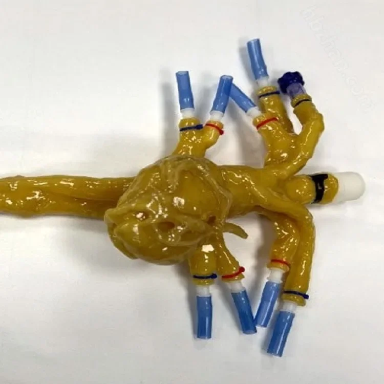 Left ventricular phantom and coronary phantom