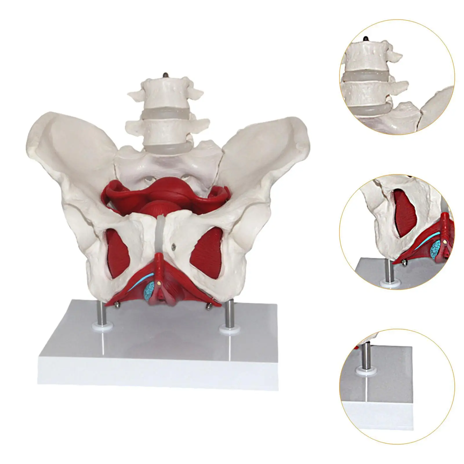 Female Pelvis Model Perineal Model Flexible Human Skeleton with Pelvic Floor Muscles for Teaching Learning Display Gynecology