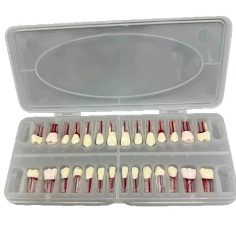 28 pz/set Dentale Endodonzia Denti Modello Bocca Completa Canalare Pratica Modello di Studio Endo Denti Blocco di Formazione
