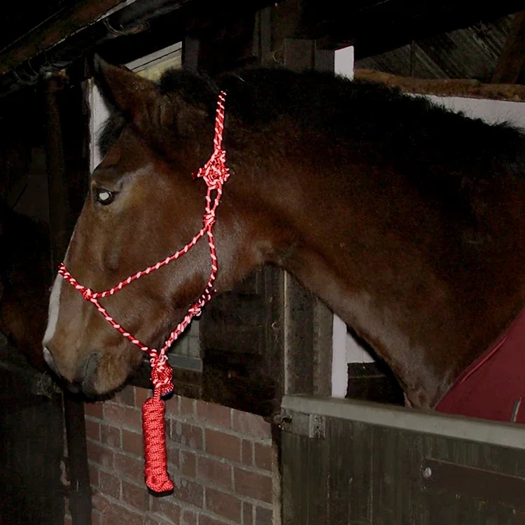 ไนลอนออกแบบของคุณเองสีสันสดใส Rainbow Horse Halter การถ่ายเทความร้อนพิมพ์ Nylon Horse Halter Halters Horse Racing Head Collar