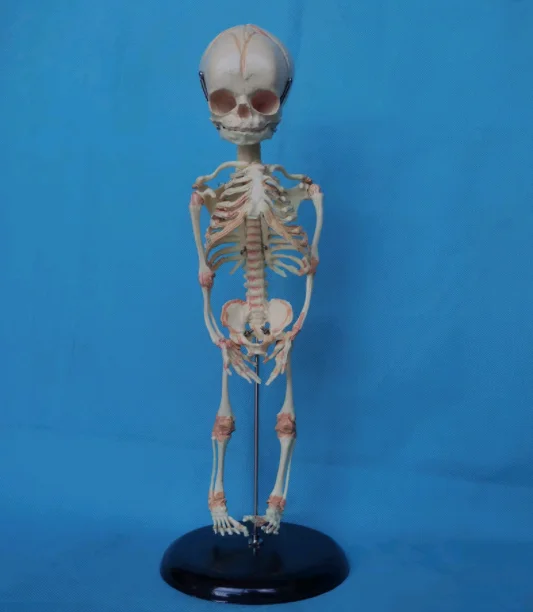 

1:1 Life Sized Human Fetal Skeleton Model Medical Teaching Anatomical Model