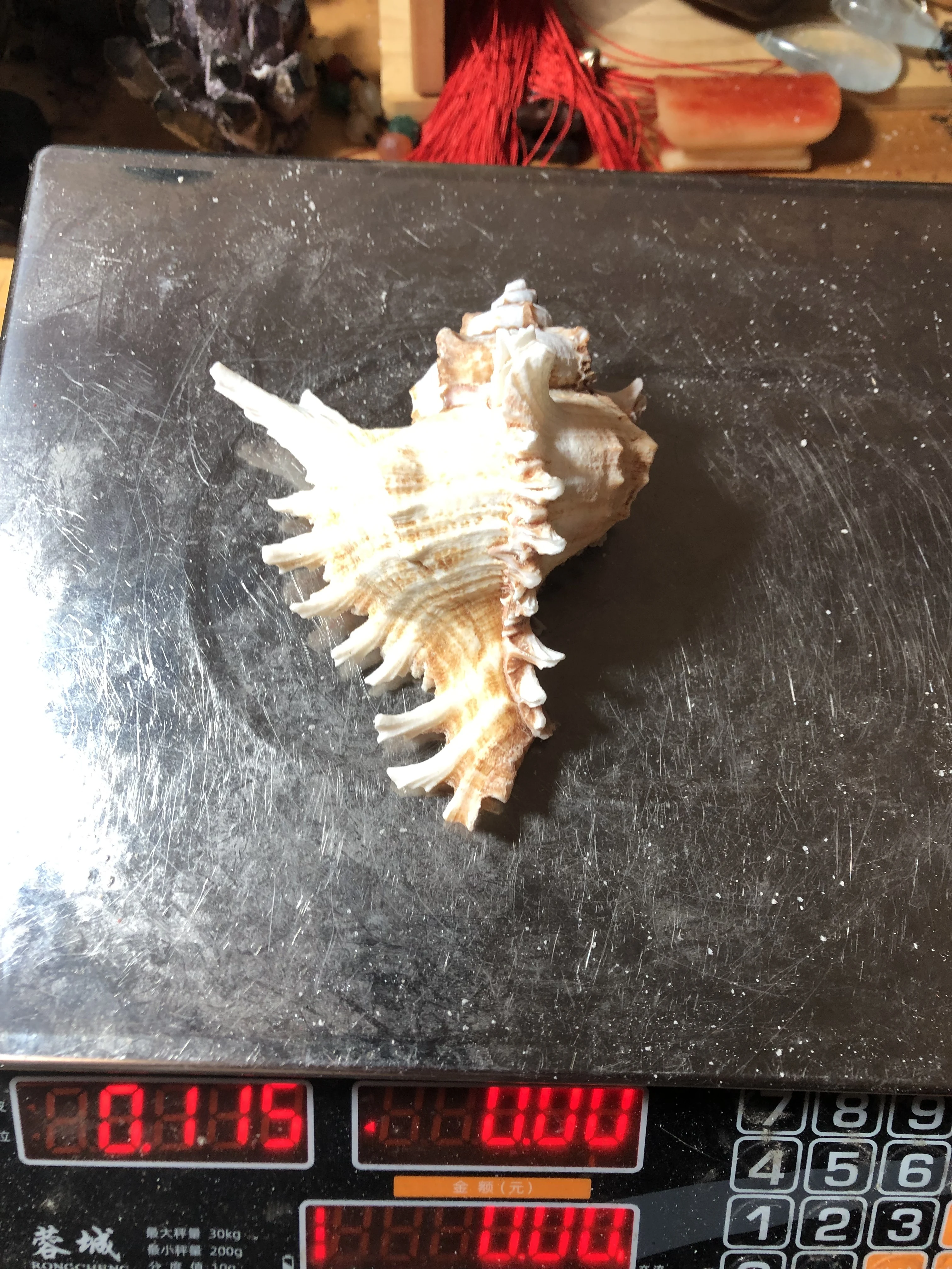 

500 Grams Of Natural Deep-Dea Thousand-Fingered Sea Snail-Shaped Exquisite Fish Tank Decoration For Living Room Or Bedroom Ornam