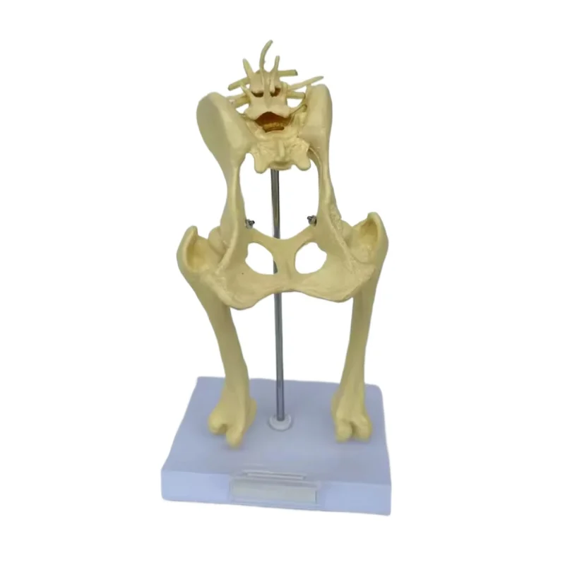 Anatomy Osteoporosis Dog Hip Model Dog Skeleton Animal Skeleton Canine Pet Veterinary Teaching PVC model