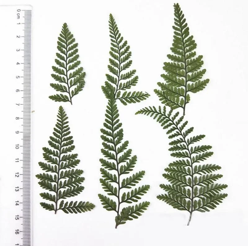 100pcs Pressed Dried Dauallia Bullata Fern Leaf Plant Herbarium For Jewelry Phone Case Bookmark Scrapbook Invitation Card Making