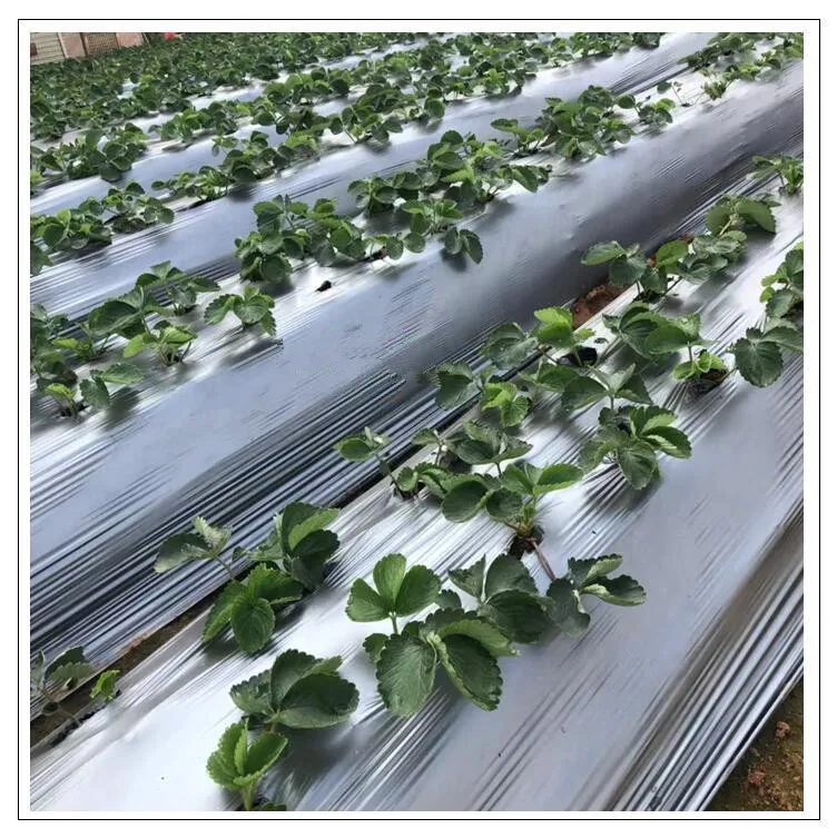 

2025Silver Black Perforated Ground Cover Film for Weeding and Pest Control Agricultural Plastic Product