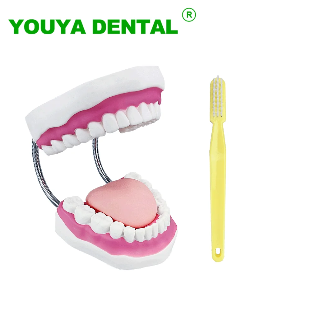 Dental Model Teeth Brushing Teaching Study Demonstration Tool With Big Toothbrush 4 Times Normal Oral Model Dentistry Product