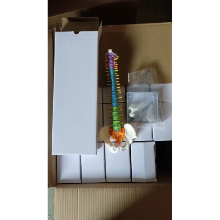 Most-45Cm With Pelvic Human Anatomical Anatomy Spine Spinal Column Model Teaching Resources For Students