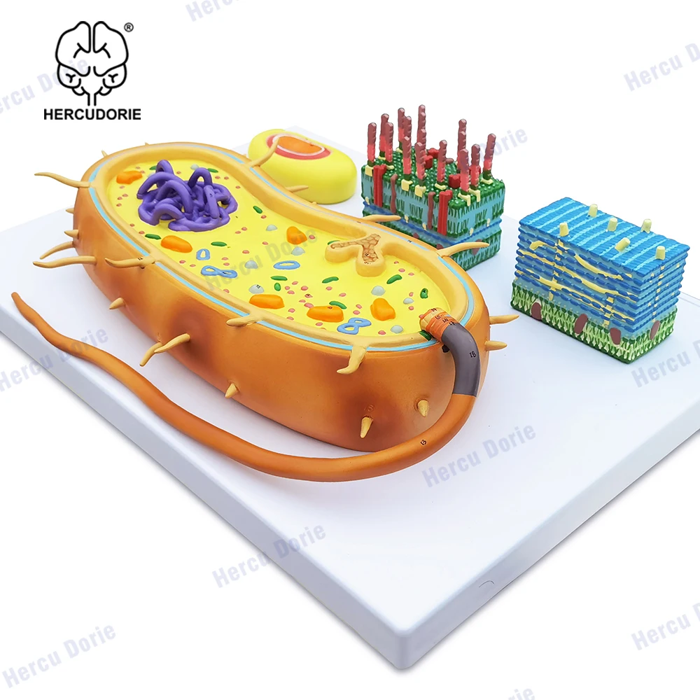 Microbial Bacterial Amplification Model, Trisection Virus Microstructure, Cell Sample, Chromosome DNA, Biomedical Model