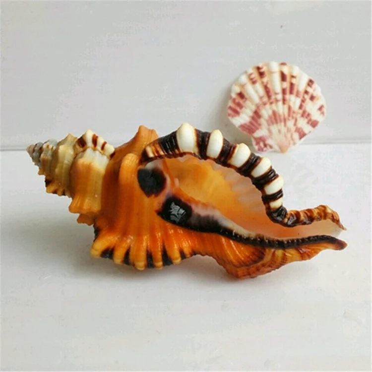 Cymatium lotorium natural rare conch shell fish tank aquarium landscaping decoration exquisite gift marine specimen collection